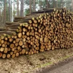 Hochwertige PEFC-zertifizierte Eichenstämme, 1 LKW-Ladung – 60 m³