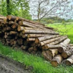 PEFC-zertifizierte Fichtenstämme, 1 LKW-Ladung – 60 m³