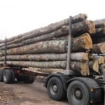 LKW-Ladung mit 60 Ster Buche, Eiche und Hainbuche als Rundholz