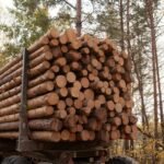 Buchenstammholz, LKW-Ladung à 50 Ster